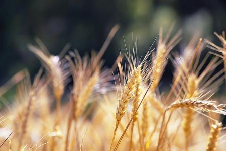 食品经营许可证